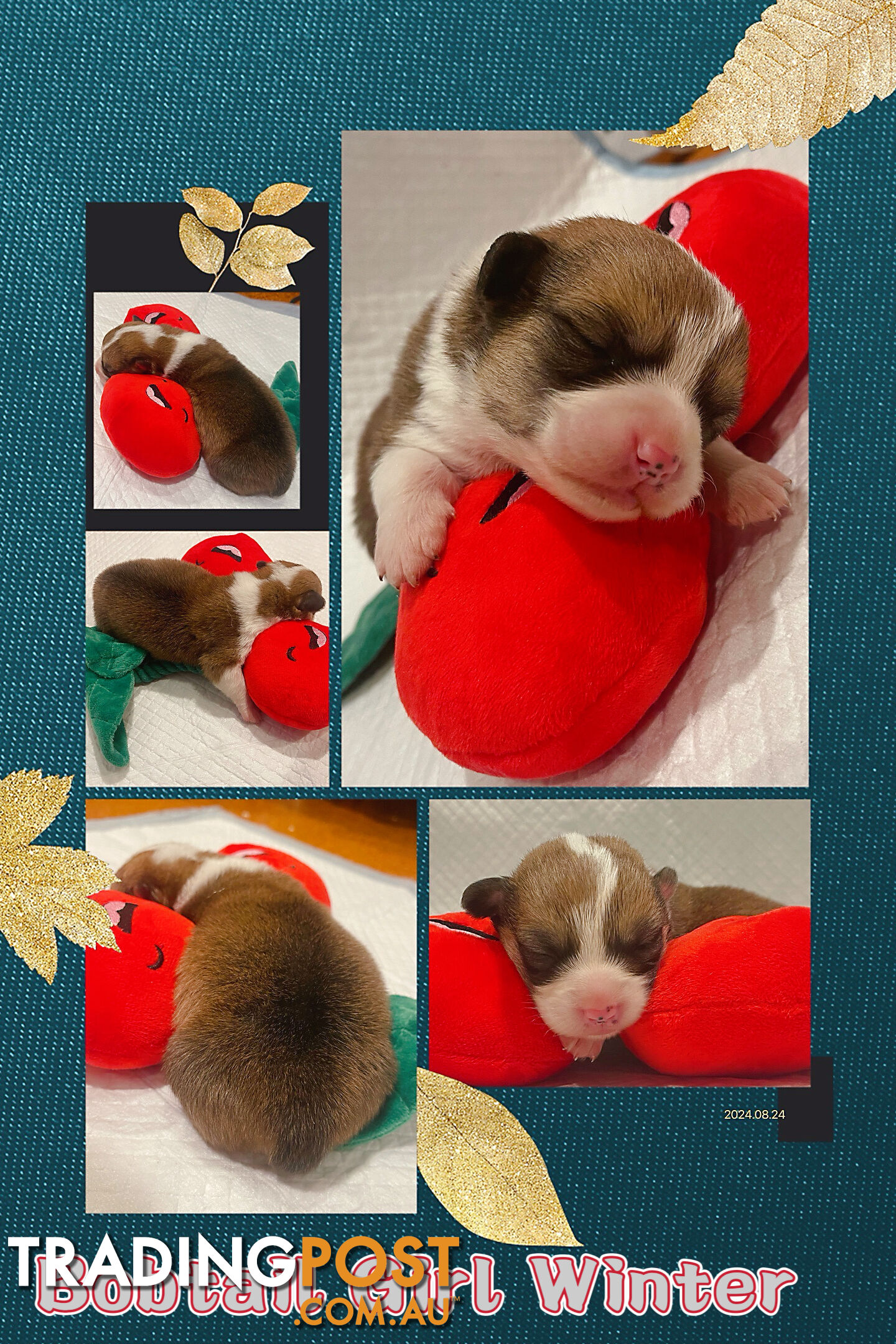 Pembroke Welsh Corgi Puppies are looking for new home