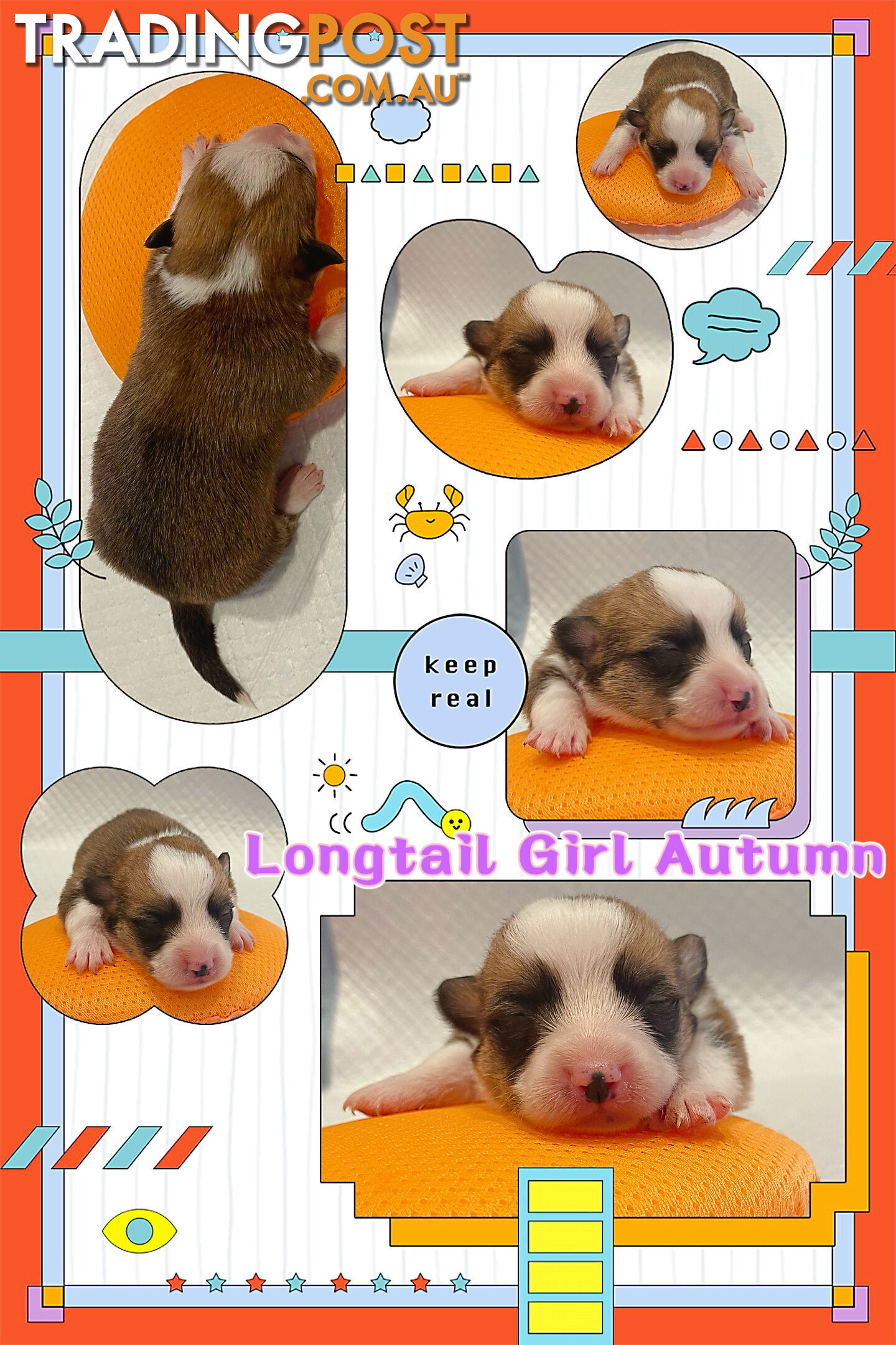 Pembroke Welsh Corgi Puppies are looking for new home