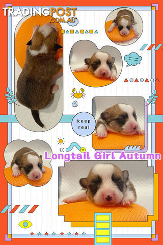 Pembroke Welsh Corgi Puppies are looking for new home