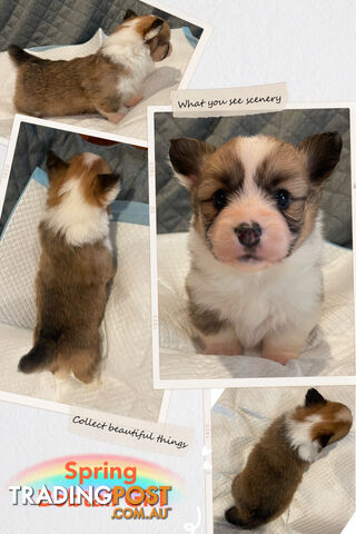 Pembroke Welsh Corgi Puppies are looking for new home