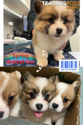 Pembroke Welsh Corgi Puppies are looking for new home