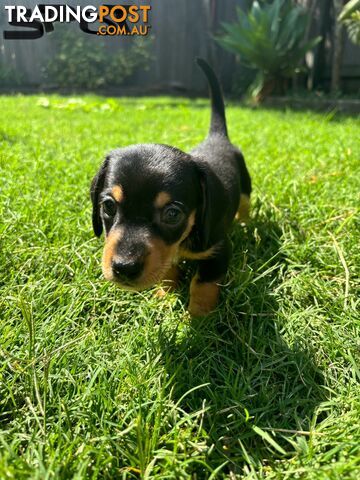 Miniature Dachshund Puppies for Sale