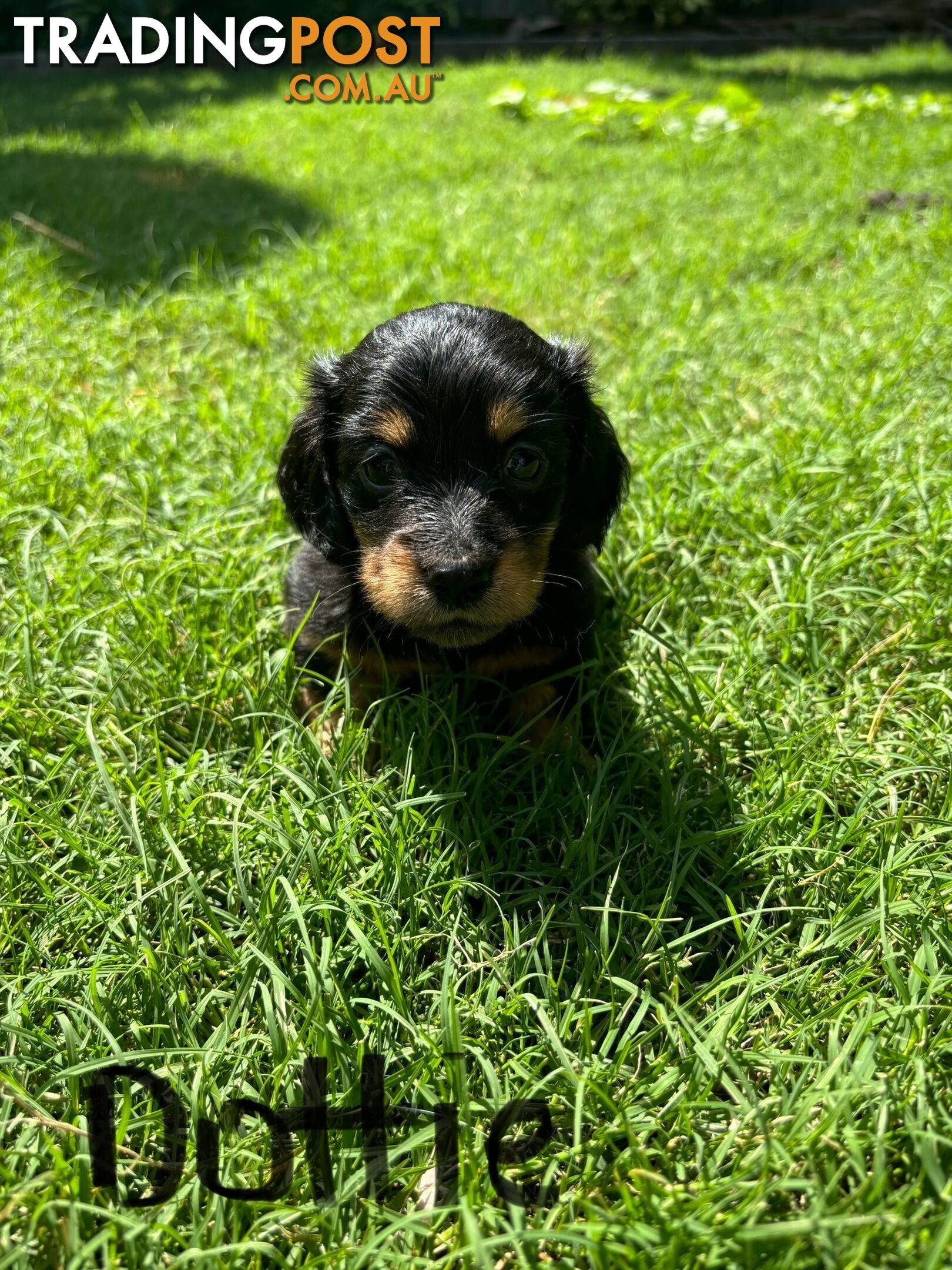 Miniature Dachshund Puppies for Sale