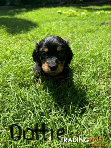 Miniature Dachshund Puppies for Sale