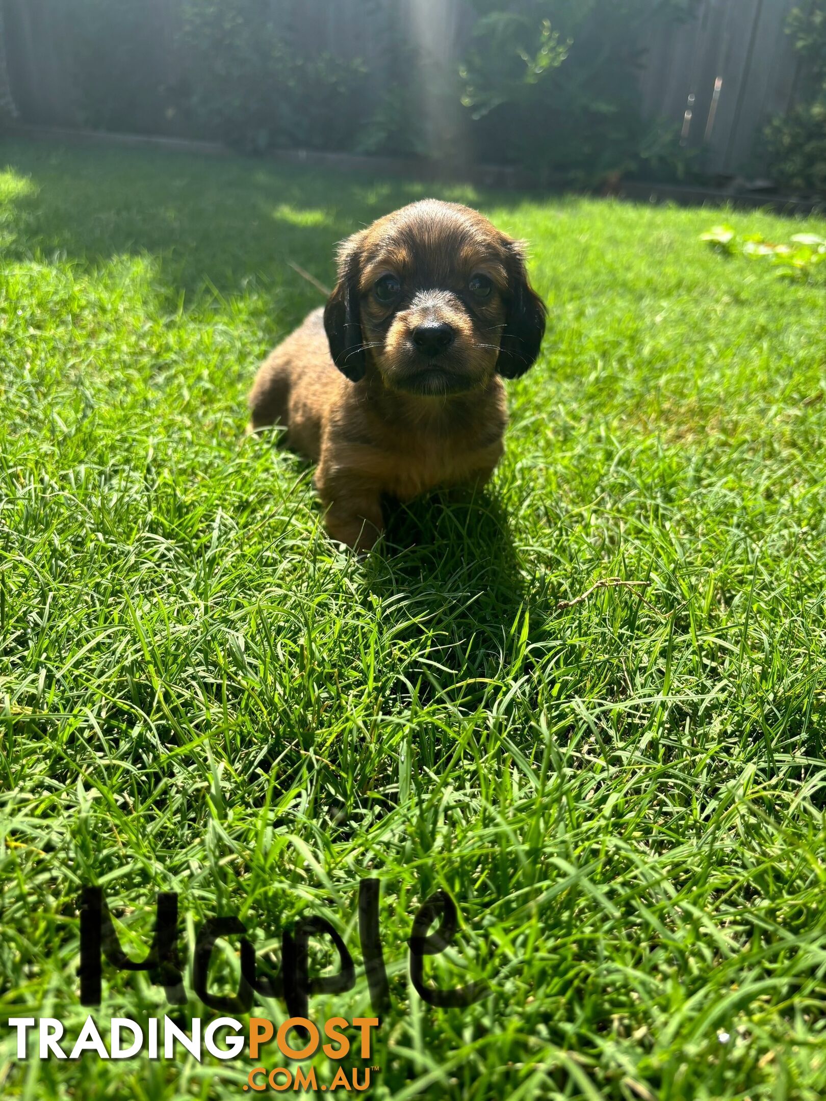 Miniature Dachshund Puppies for Sale