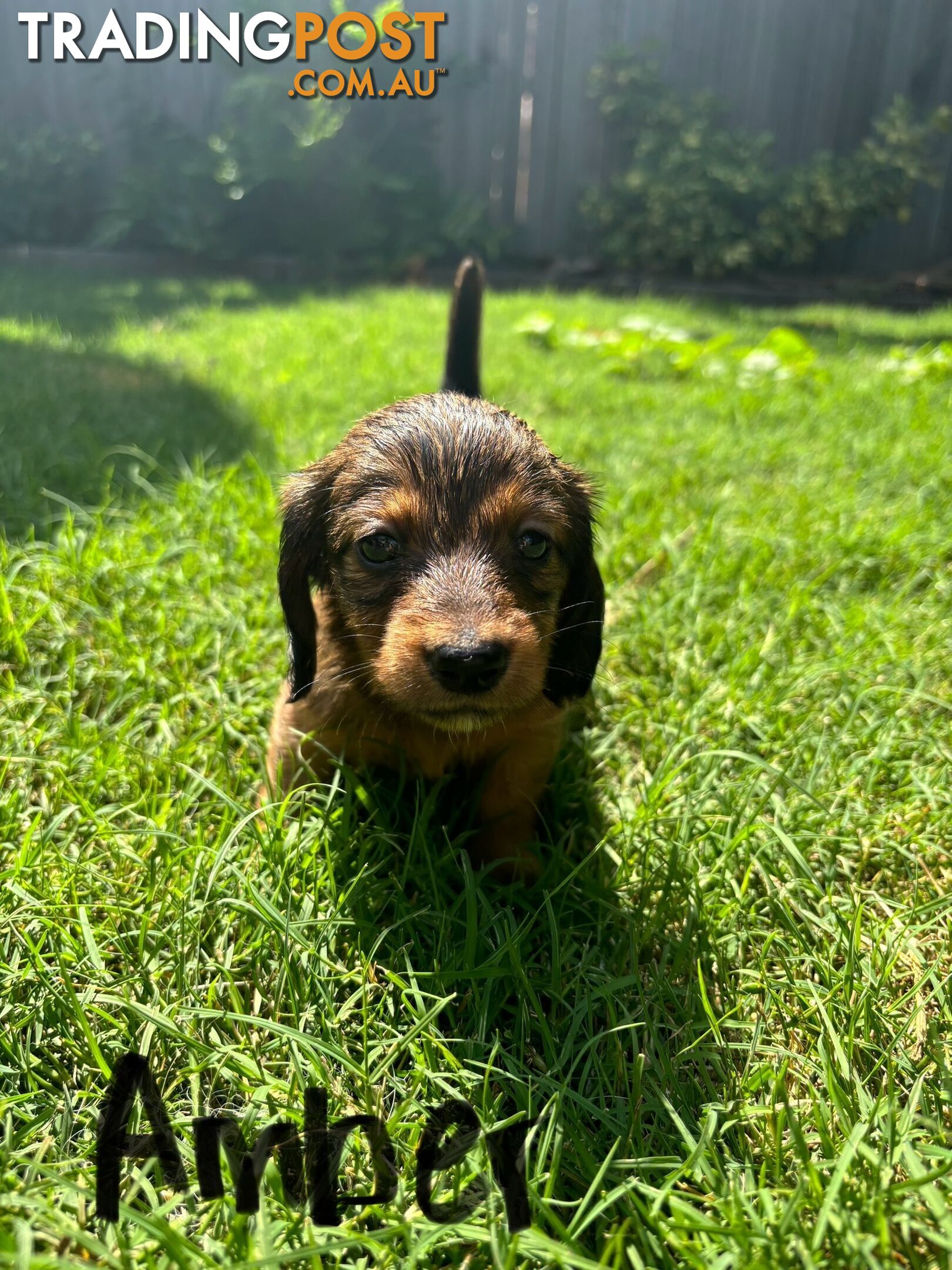 Miniature Dachshund Puppies for Sale