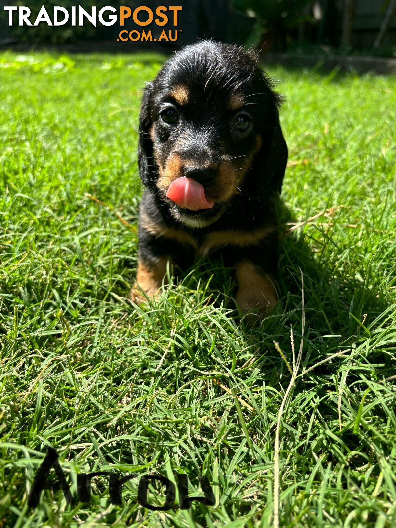 Miniature Dachshund Puppies for Sale