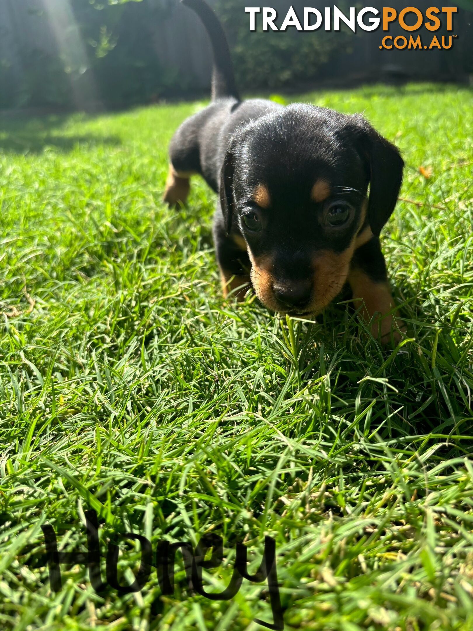 Miniature Dachshund Puppies for Sale