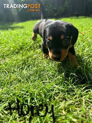 Miniature Dachshund Puppies for Sale