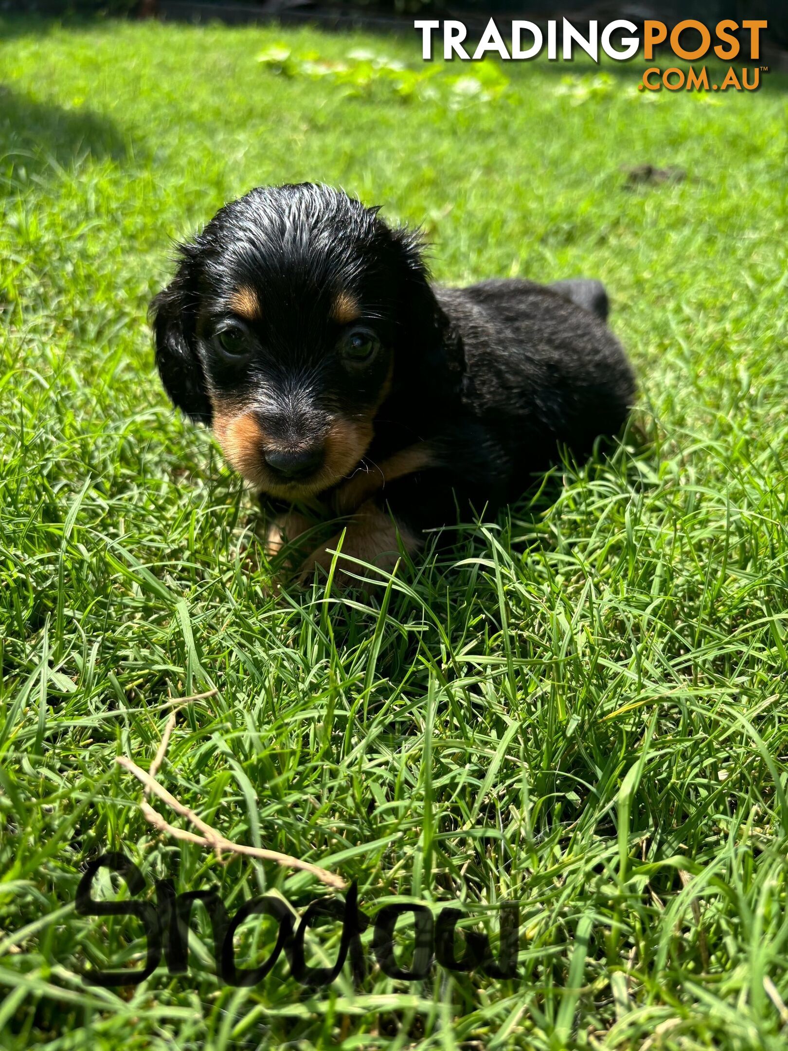 Miniature Dachshund Puppies for Sale