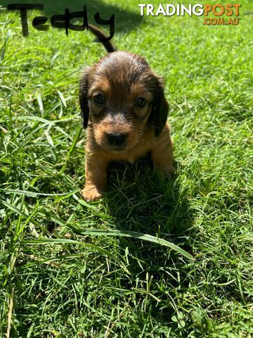 Miniature Dachshund Puppies for Sale