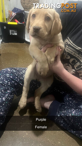 Labrador puppies