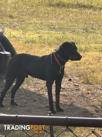 Huntaway x kelpie pups