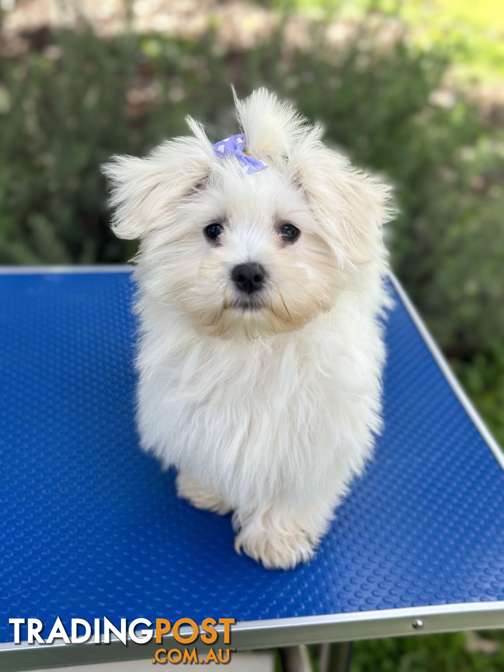 Pure Maltese pups