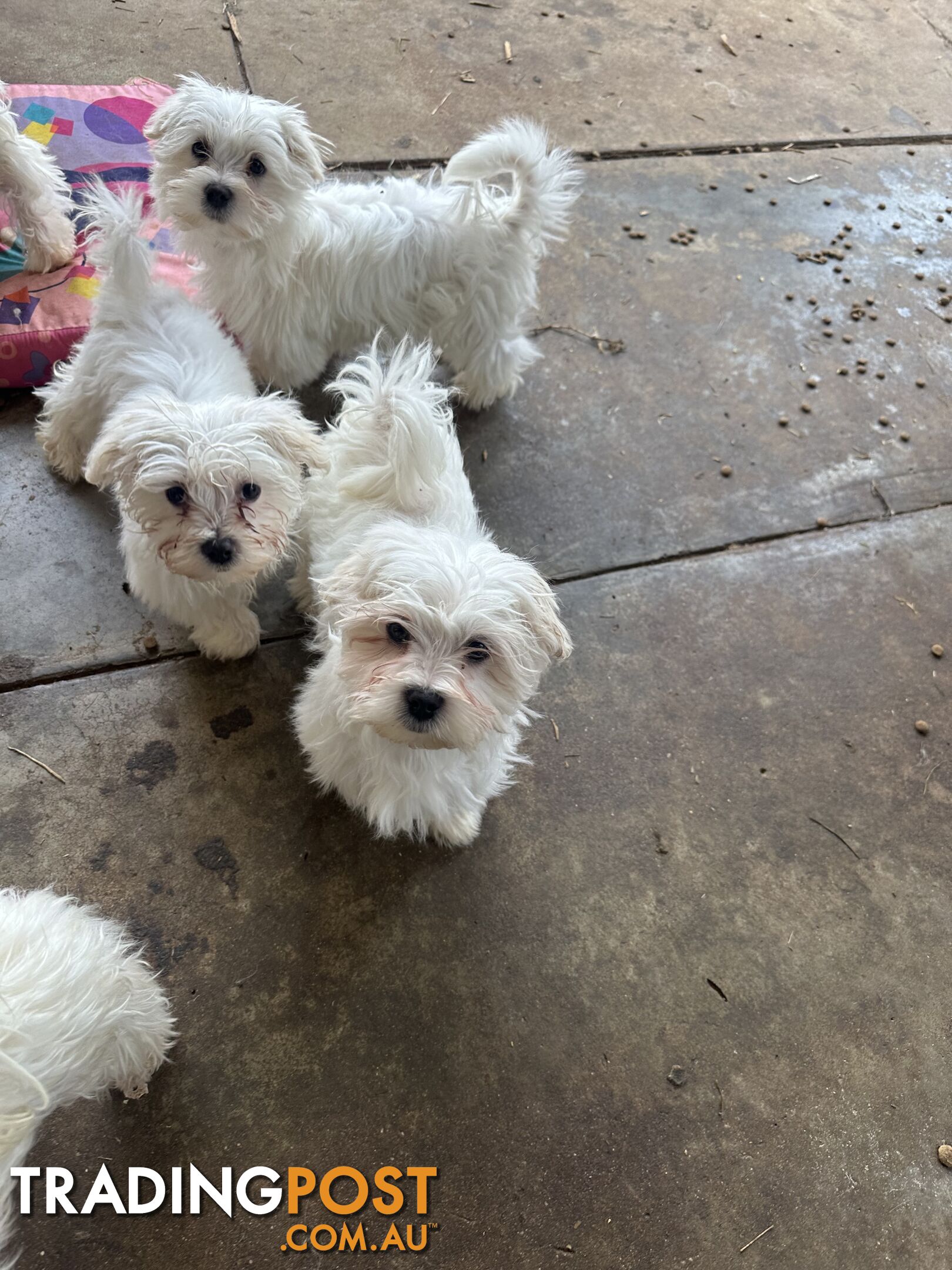 Pure Maltese pups