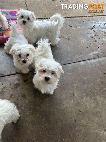 Pure Maltese pups