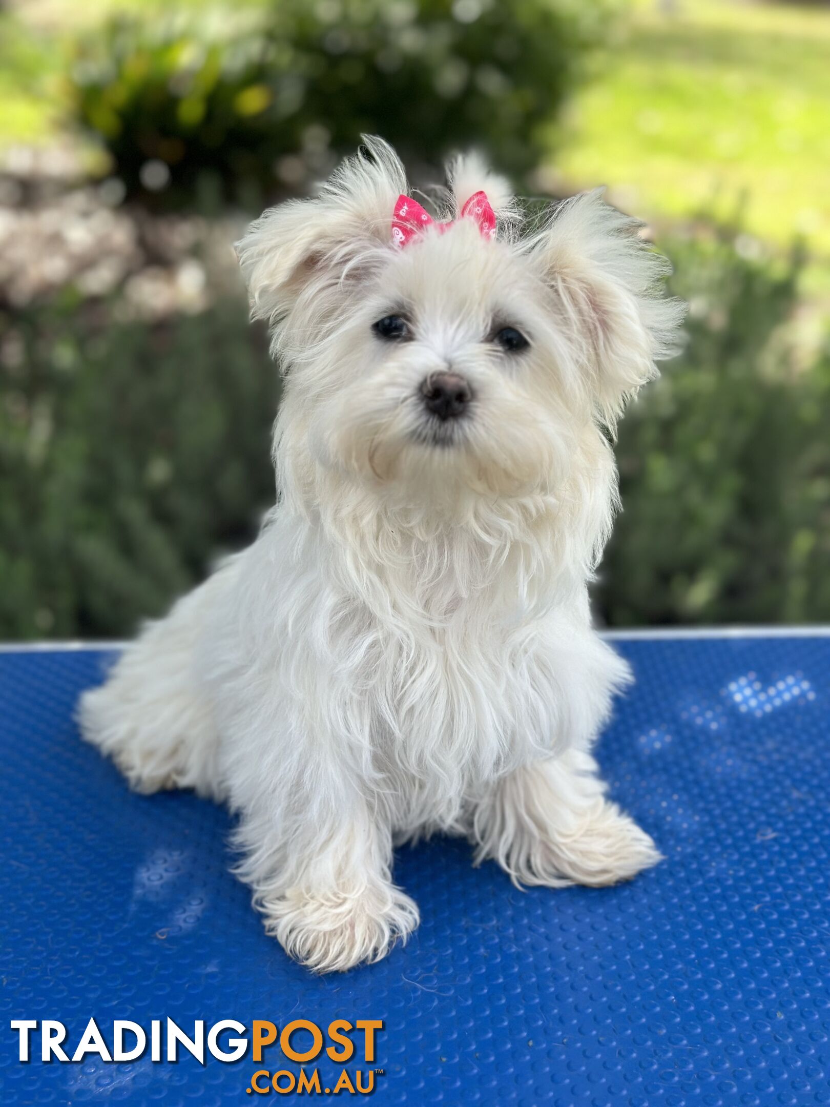 Pure Maltese pups