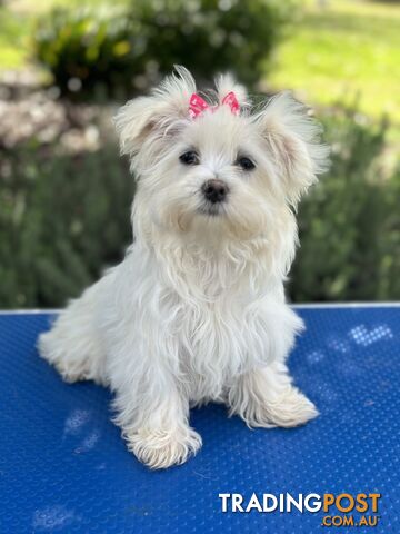 Pure Maltese pups