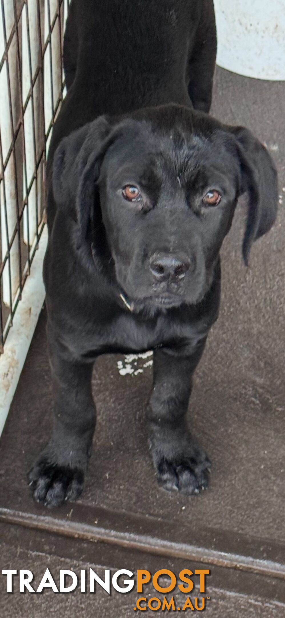 4x Rottweiler x Cane Corso puppies for sale!