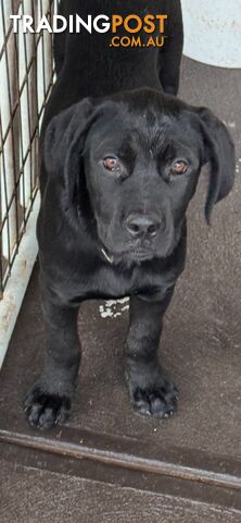 4x Rottweiler x Cane Corso puppies for sale!