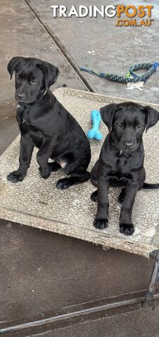 4x Rottweiler x Cane Corso puppies for sale!