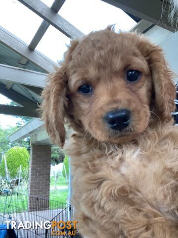 Cavoodle puppies!