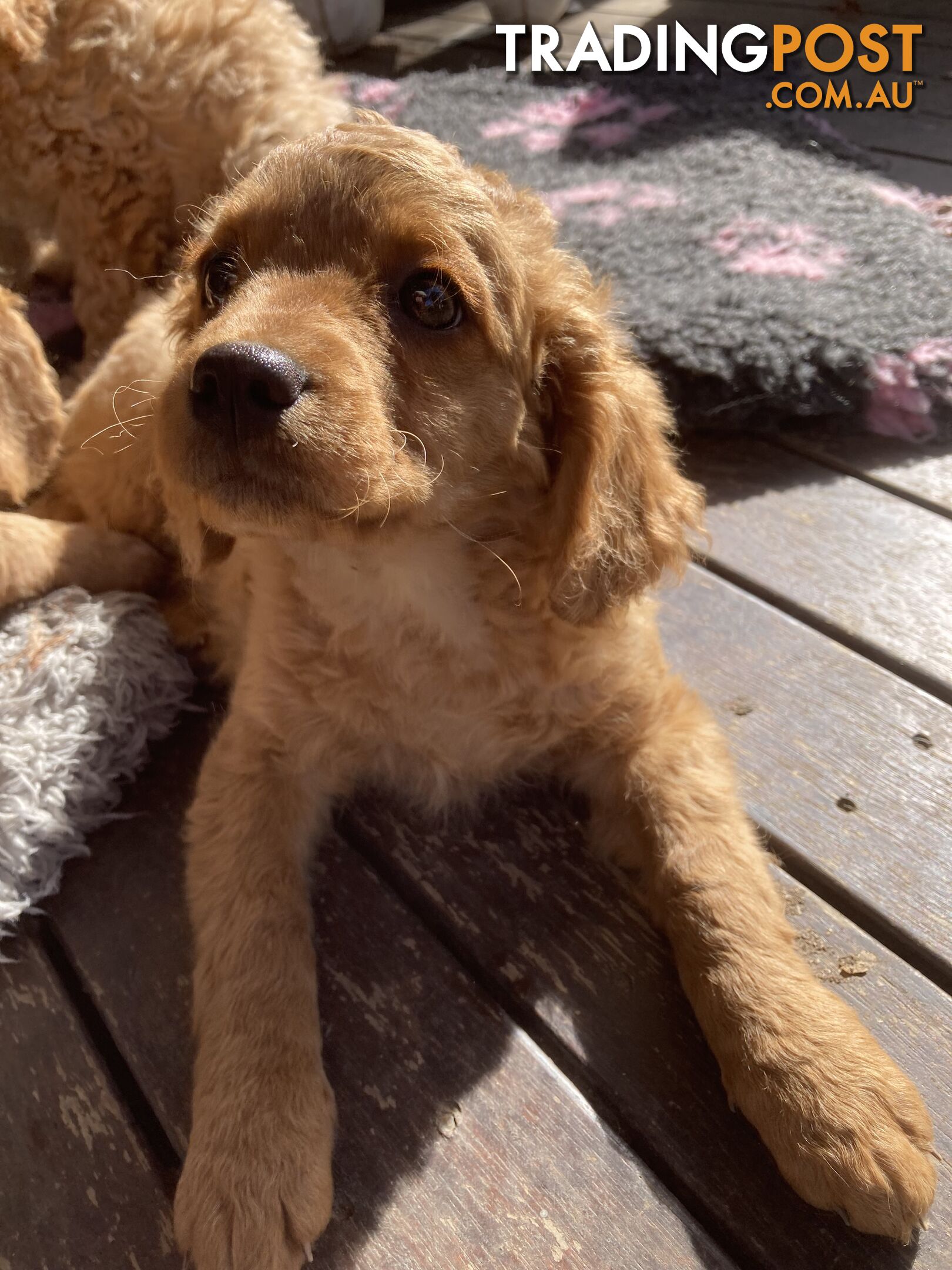 Cavoodle puppies!