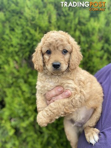 Cavoodle puppies! 3 SOLD