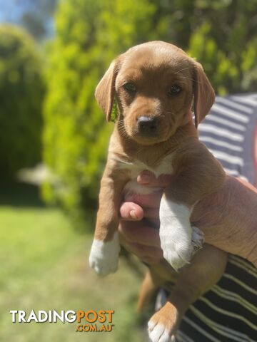 5 female Cavoodle x Jack Russell