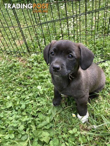 2 female Cavoodle x Jack Russell