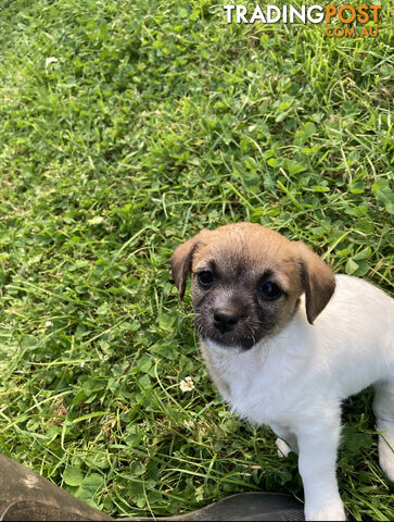 2 female Cavoodle x Jack Russell