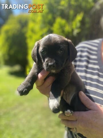 5 female Cavoodle x Jack Russell