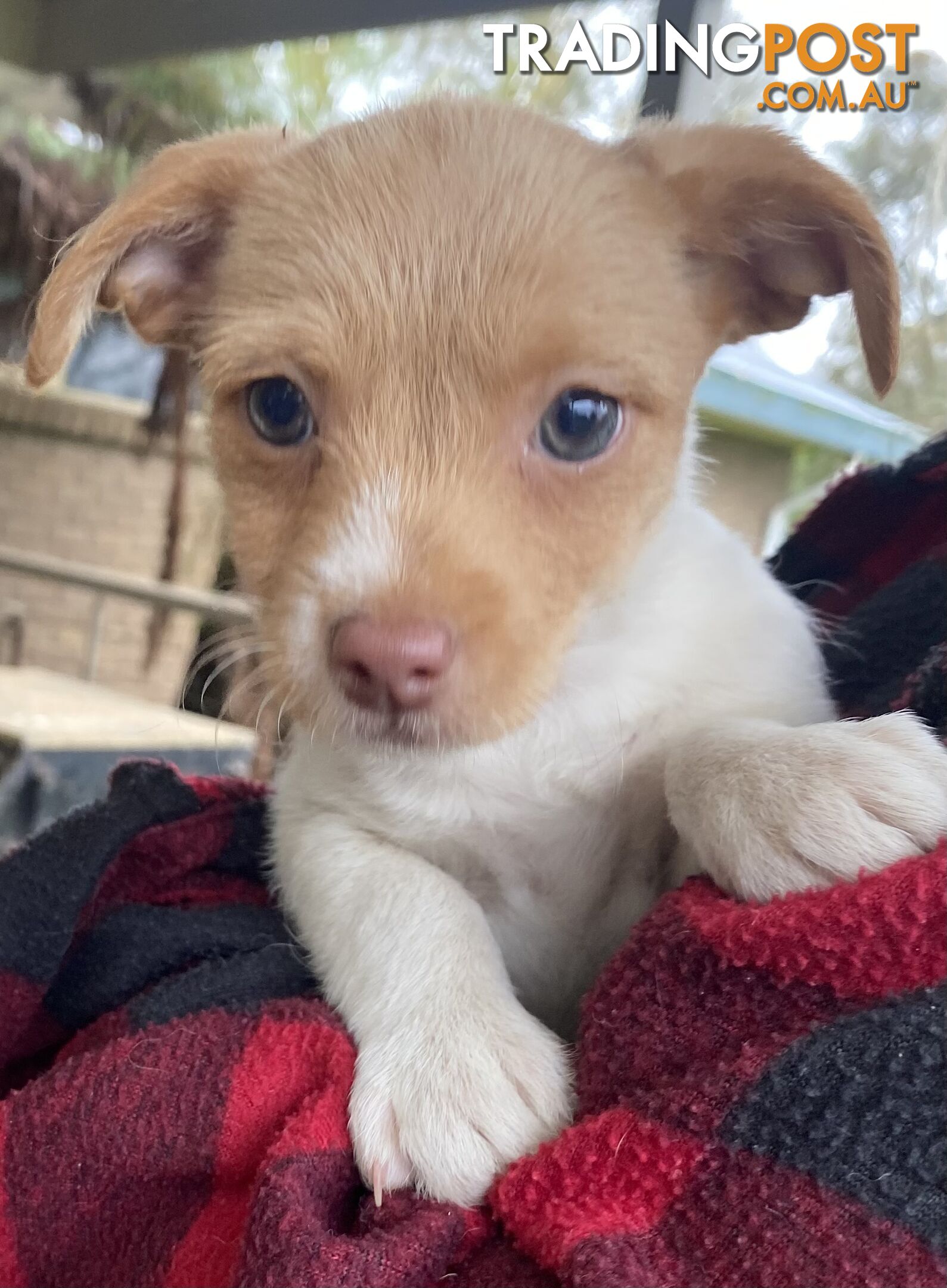 3 beautiful Jack Russell x Maltese. 4 SOLD!