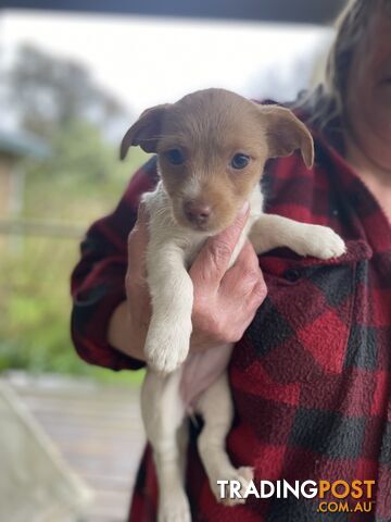 3 beautiful Jack Russell x Maltese. 4 SOLD!