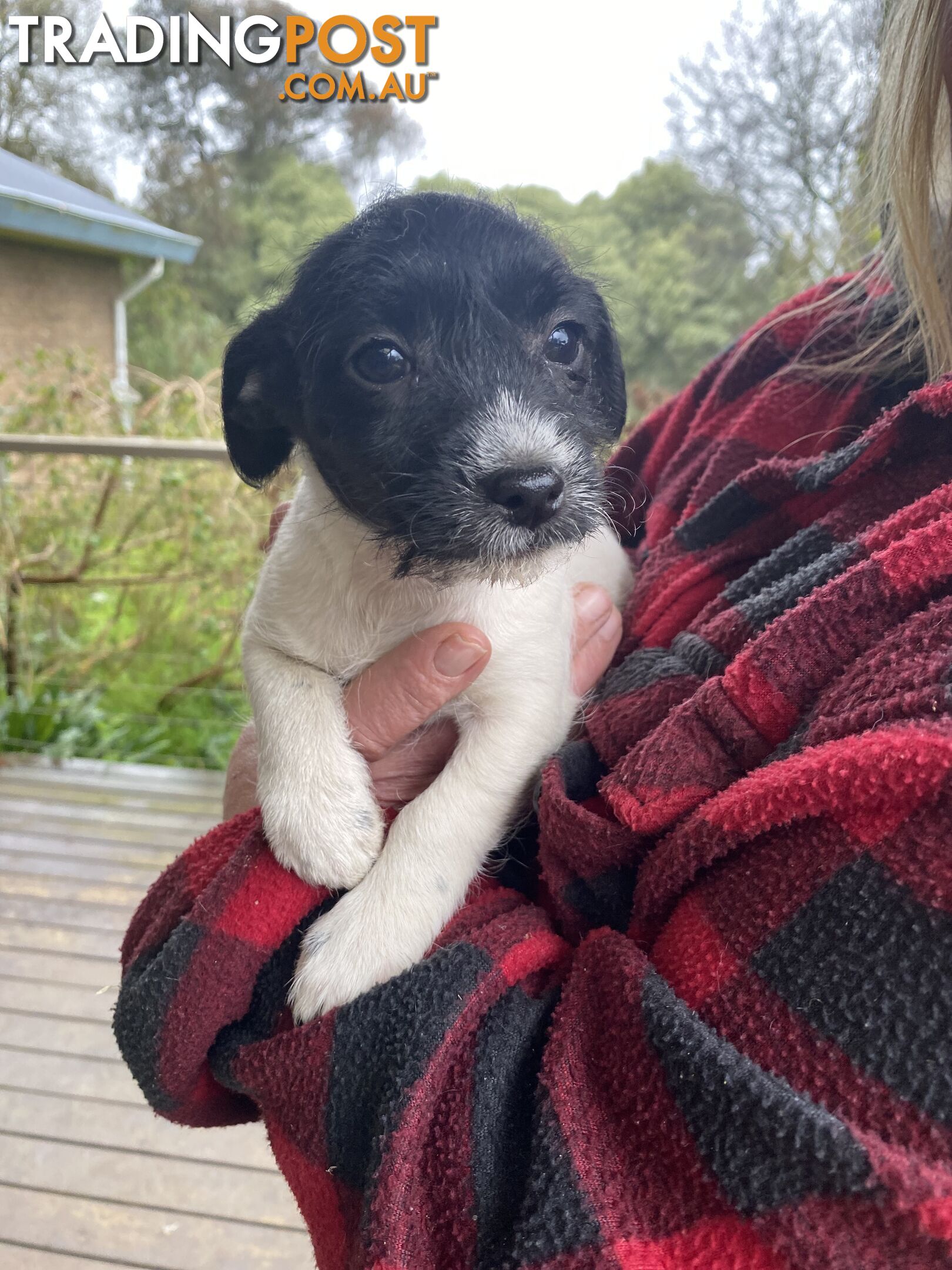 3 beautiful Jack Russell x Maltese. 4 SOLD!