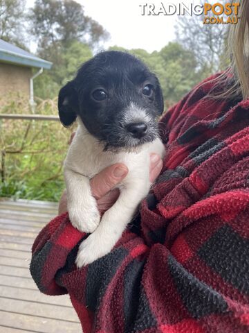 3 beautiful Jack Russell x Maltese. 4 SOLD!