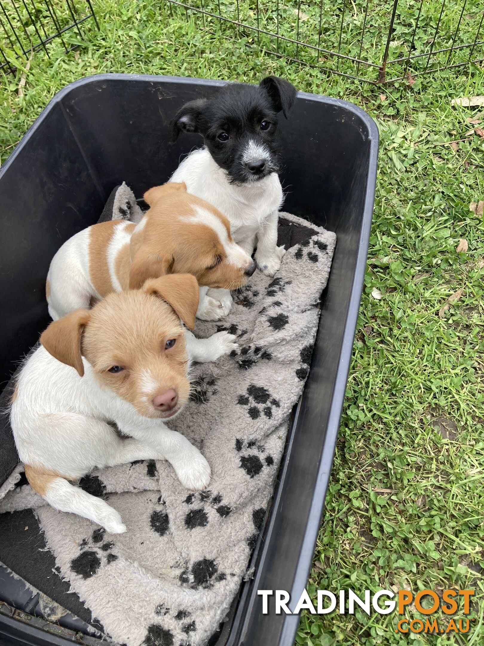 3 beautiful Jack Russell x Maltese. 4 SOLD!