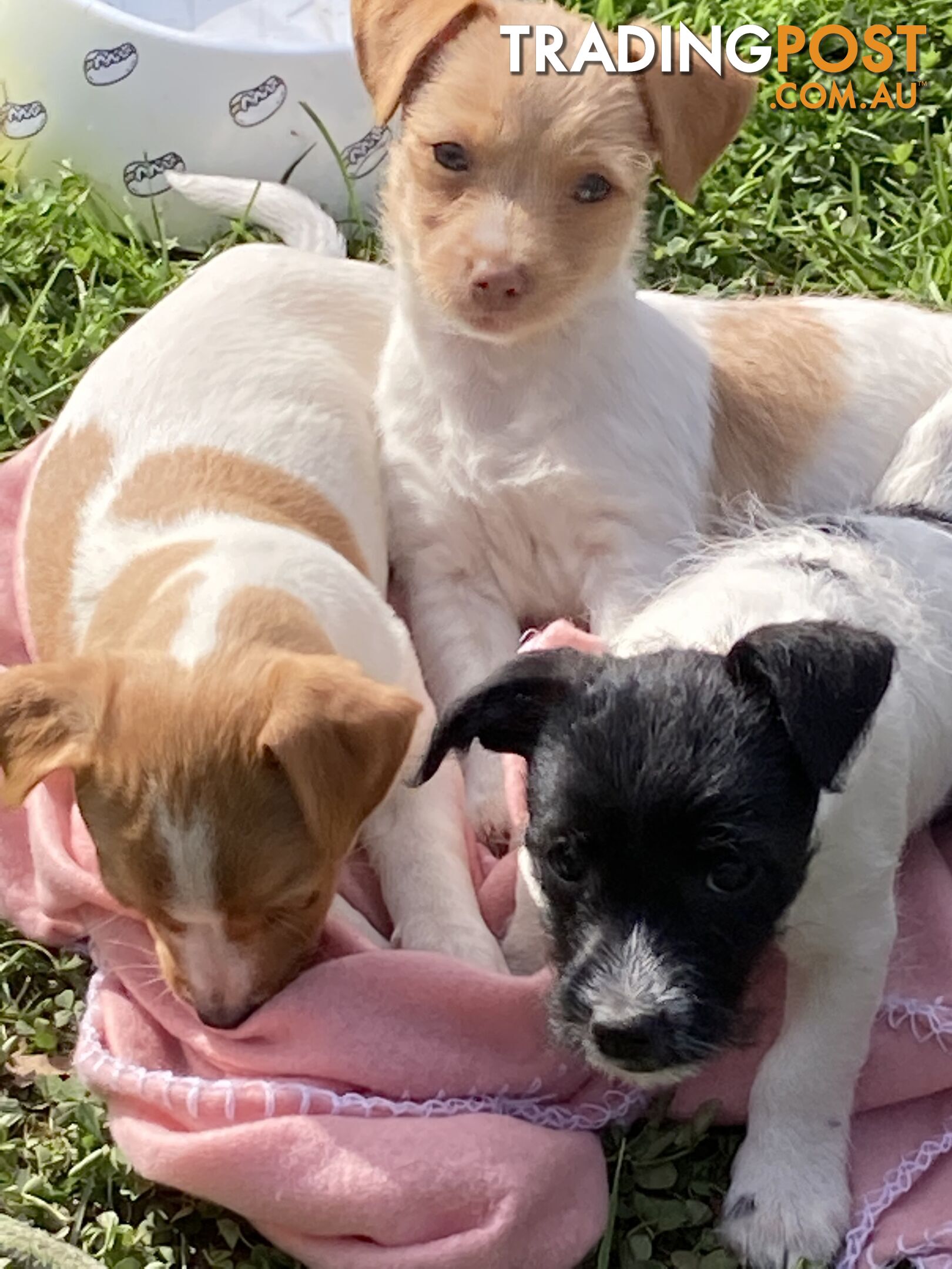 3 beautiful Jack Russell x Maltese. 4 SOLD!