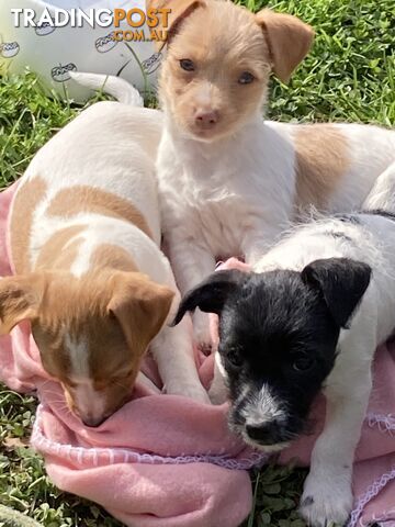 3 beautiful Jack Russell x Maltese. 4 SOLD!