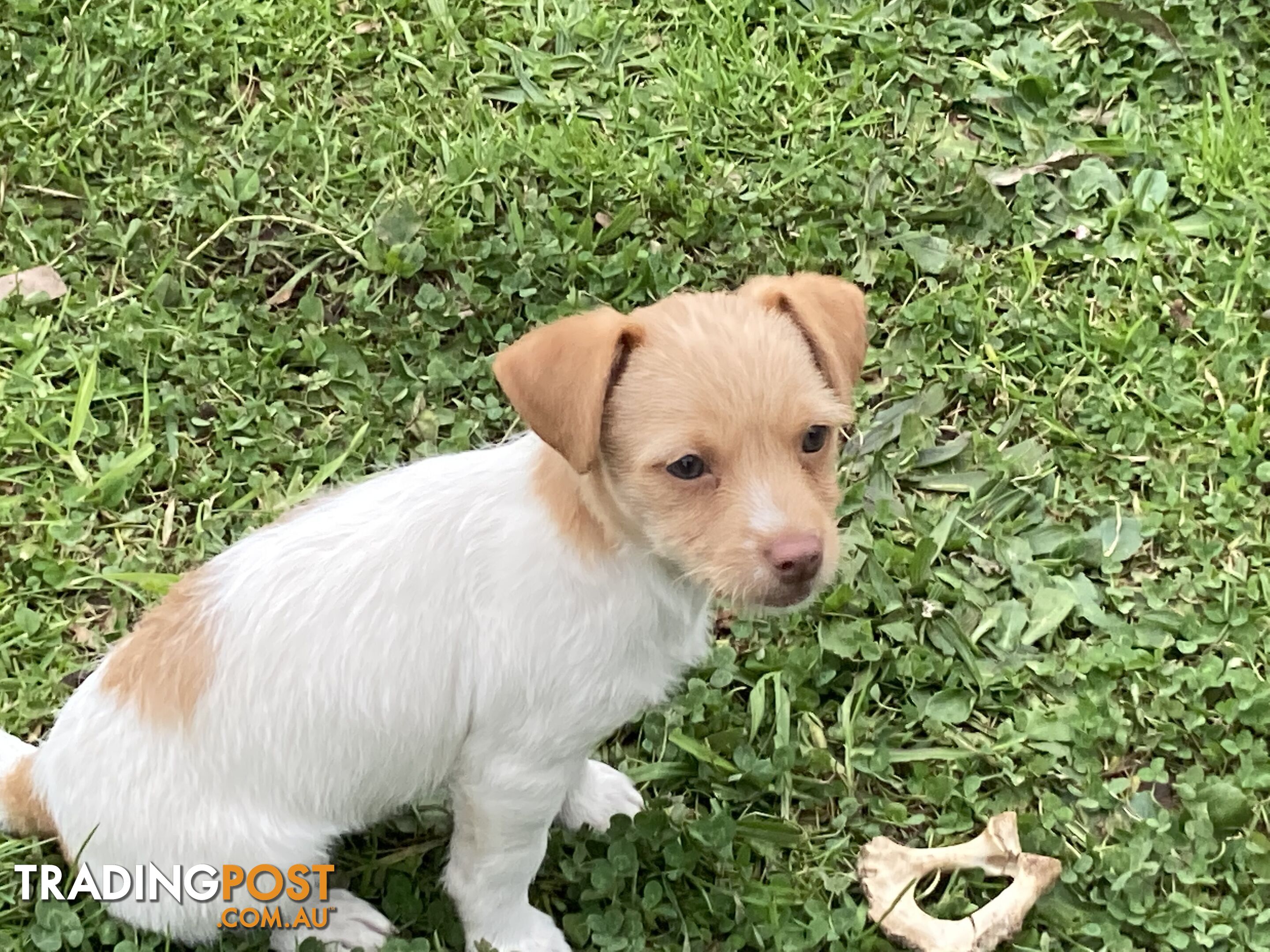 3 beautiful Jack Russell x Maltese. 4 SOLD!