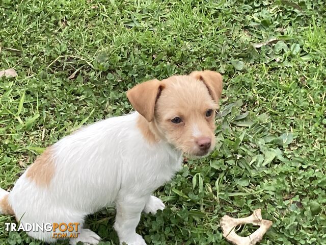 4 beautiful Jack Russell x Maltese