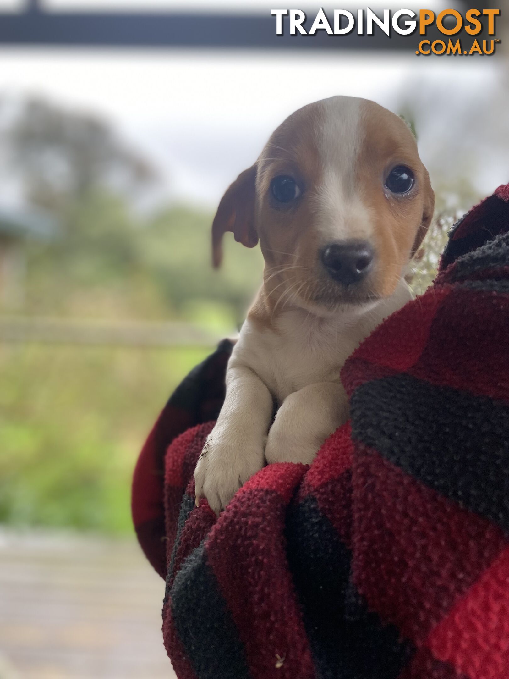 3 beautiful Jack Russell x Maltese. 4 SOLD!