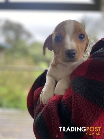 3 beautiful Jack Russell x Maltese. 4 SOLD!