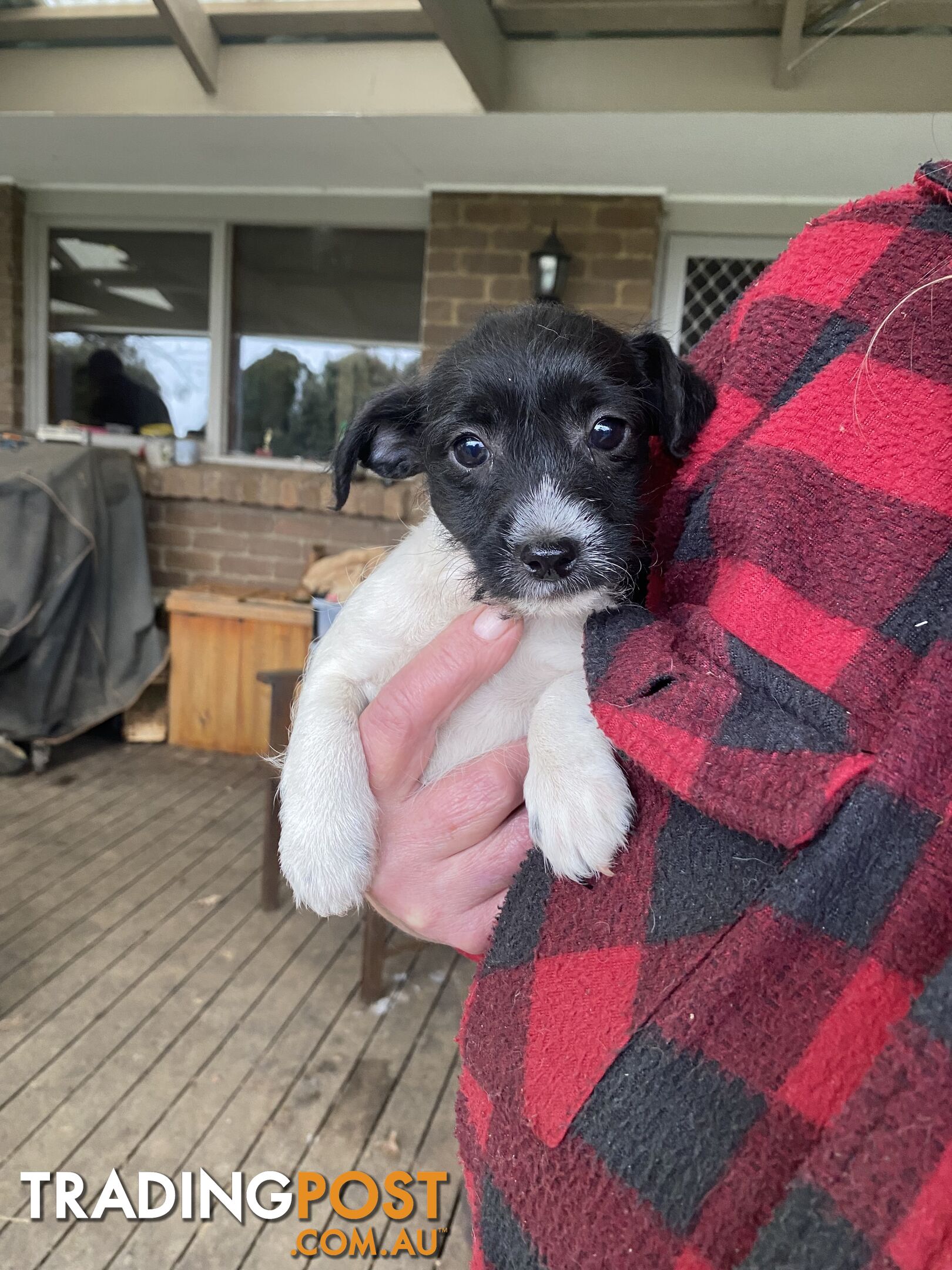 3 beautiful Jack Russell x Maltese. 4 SOLD!