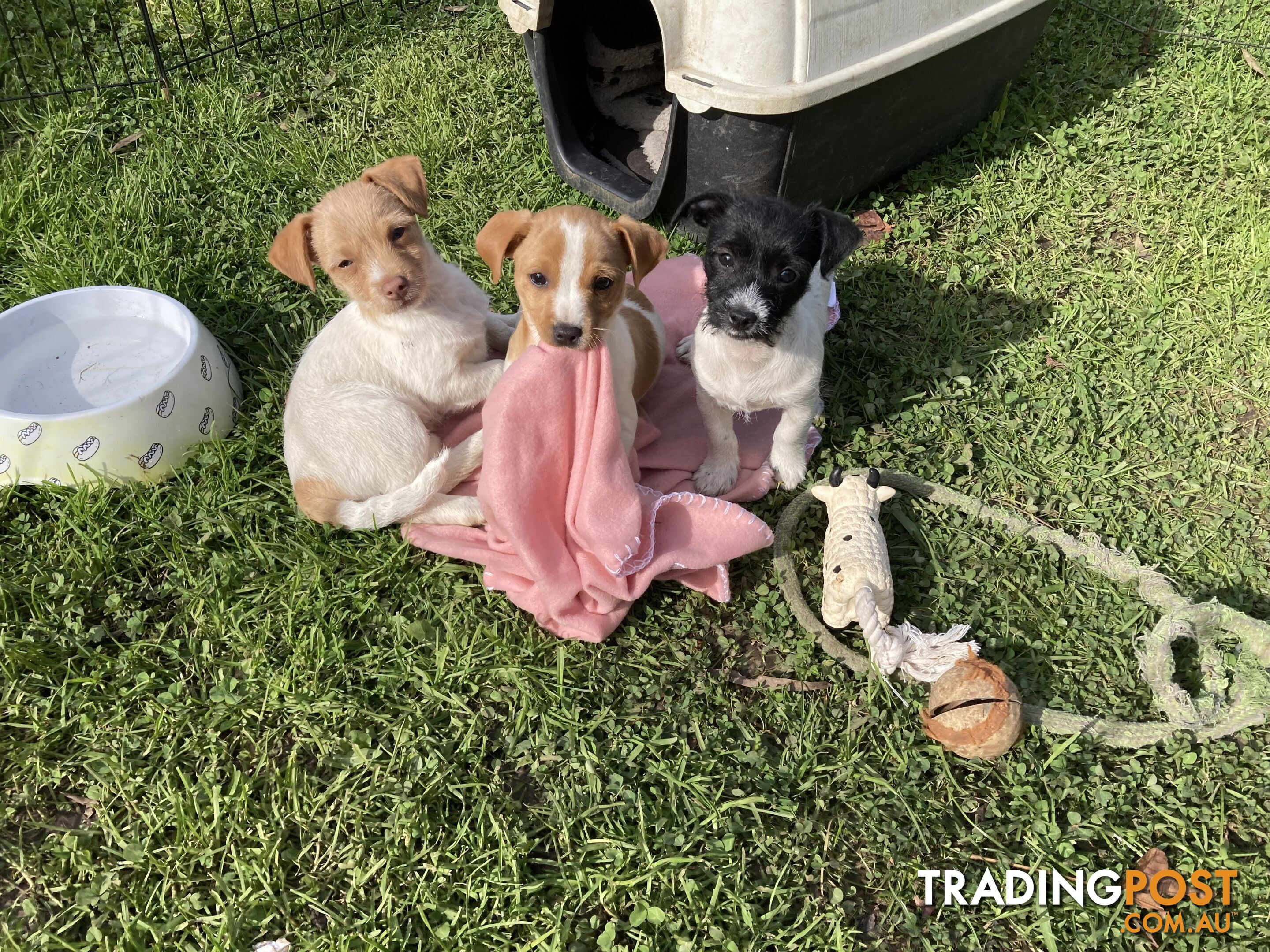 3 beautiful Jack Russell x Maltese. 4 SOLD!