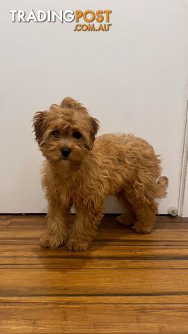 Ruby red female cavoodle puppy