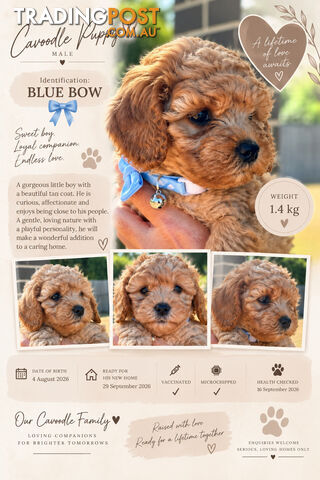 Cavoodle Puppies