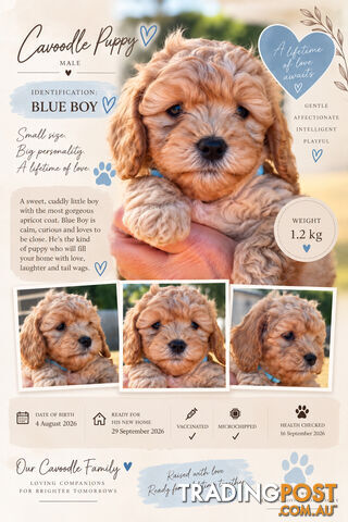 Cavoodle Puppies - photo 2 of 14