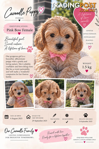 Cavoodle Puppies - photo 4 of 14