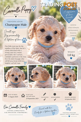 Cavoodle Puppies - photo 3 of 14